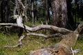 Dry branches on the ground in pine tree forest. A pine is a conifer in the genus Pinus of the family Pinaceae Royalty Free Stock Photo