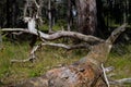 Dry branches on the ground in pine tree forest. A pine is a conifer in the genus Pinus of the family Pinaceae Royalty Free Stock Photo