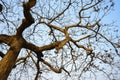 Dry branches of Idian almond tree in winter