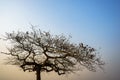 Dry branches of Idian almond tree in winter Royalty Free Stock Photo