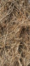 Dry branches intertwined backdrop. Wood forest twing texture detailed. Forest pattern abstract twisted grape rough brown