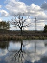 Dry branches of a lonely tree by the river. Reflection of a dry tree in water at a pond. On the lake, a tree is struck by