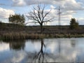 Dry branches of a lonely tree by the river. Reflection of a dry tree in water at a pond. On the lake, a tree is struck by