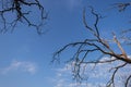 Dry branches of an old withered tree against a bright summer blue sky with white covers