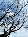 Dry branches and sky in the background Royalty Free Stock Photo