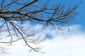Dry branches with sky clouds. Royalty Free Stock Photo