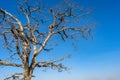 Dry branches of stand alone tree without any leafs on blue sky. from the sun temple view point near Galtaji Temple or the Monkey P