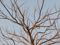 Dry branches of tree top on blue sky background. Royalty Free Stock Photo