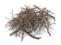 dry branches of tree on white background Royalty Free Stock Photo