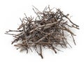 dry branches of tree on white background Royalty Free Stock Photo