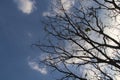 Dry branches of tree and sky background. Royalty Free Stock Photo