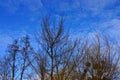 Dry branches of trees against the sky and clouds Royalty Free Stock Photo