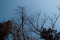 Dry branches of trees against the sky Royalty Free Stock Photo