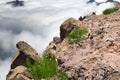 Dry branches of undersized trees and green grass among stones on Royalty Free Stock Photo