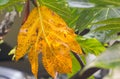 Dry Breadfruit leaf Royalty Free Stock Photo