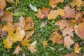 Dry bright yellow, red and brown autumn leaves on green grass. natural surface texture Royalty Free Stock Photo