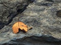 A dry and broken leaf on a rock
