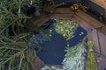 Dry brooms lie in water in a bath tub. Health and pleasure. Close-up. Top view