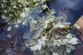 Dry brooms lie in water in a bath tub. Health and pleasure. Close-up. Top view