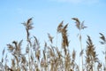 Dry brooms of reeds against the blue clear sky. Natural background Royalty Free Stock Photo