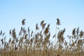 Dry brooms of reeds against the blue clear sky. Natural background Royalty Free Stock Photo