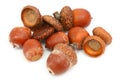 Dry brown acorns Royalty Free Stock Photo