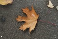 Dry brown autumn fallen maple leaf on black earth Royalty Free Stock Photo