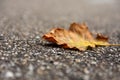 Dry brown autumn leaf on the ground Royalty Free Stock Photo