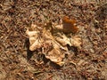 Brown autumn leaf on the ground Royalty Free Stock Photo