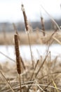 Dry brown cattail bulrush in cold winter marsh
