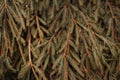 dry brown dead pine tree needle branches of Christmas tree after holidays Royalty Free Stock Photo