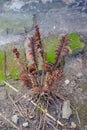 Dry brown fern branches. Dried fern bush