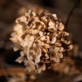 Dry brown flower