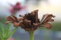 Dry brown flowers