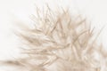 Dry brown gold soft mist effect color reed grass heads with fluffy buds in light background macro