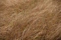 Dry brown grass in autumn field closeup