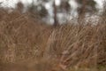 Dry brown grass in autumn forest closeup