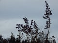 Dry grass in the wind against a background of forest and sky Royalty Free Stock Photo