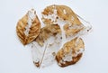 Dry brown leaf decompose structure on white background Royalty Free Stock Photo