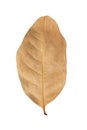 Dry brown leaf isolated on white Royalty Free Stock Photo