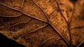 dry brown leaf texture background fiber structure Royalty Free Stock Photo