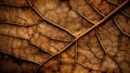 dry brown leaf texture background fiber structure Royalty Free Stock Photo