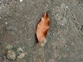 Dry brown leaf on the walkway Royalty Free Stock Photo