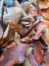 dry brown leaves accumulate