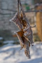 Dry brown leaves covered with frost in winter hanging from the tree. Autumn leaves in the winter Royalty Free Stock Photo