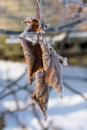 Dry brown leaves covered with frost in winter hanging from the tree. Autumn leaves in the winter Royalty Free Stock Photo