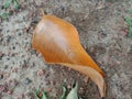 Dry brown leaves fall on the ground. Royalty Free Stock Photo