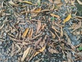 Dry brown leaves fall on the ground which has lots of gravel Royalty Free Stock Photo