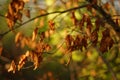 Dry brown leaves on a tree branch in a magical sunny autumn forest