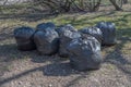 Dry brown leaves, twigs, other debris collected in black plastic garbage bags, standing on gray ground among the young green grass Royalty Free Stock Photo